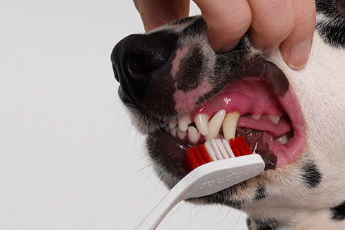 dog tooth care